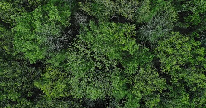 Forest landscape drone view. Nature reserve. Green tree crowns foliage texture background.