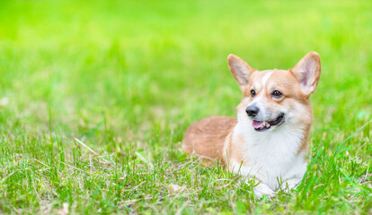 Smiling pembroke welsh corgi puppy lies on green summer grass. Empty space for text