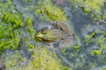 Grenouille reinette dans des algues dans un étang
