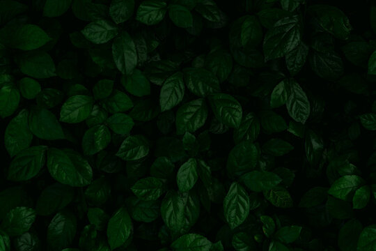 Dense dark green leaves in the garden. Emerald green leaf texture. Nature  abstract background. Tropical forest. Above view of dark green leaves with  natural pattern. Tropical plant wallpaper. Greenery Stock Photo |