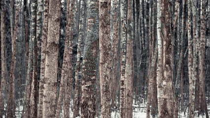Birch forest in winter with a blue tinge of bark
