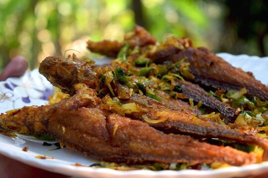  Fried croaker fish serving on white plate. Hand holding a plate with fried fish. Sea fish fry.