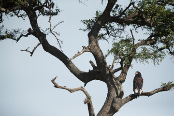 Bateleur eagle perched on a tree,  Masai Mara, Kenya