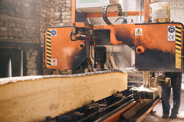 Cutting of an oak tree on a power-saw bench for production of furniture