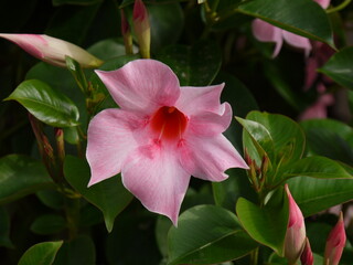 Der Sommertraum aus Blüten