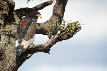 Bateleur eagle with damaged eye,  Masai Mara