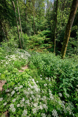 Idyllic forest landscape in summer with the river Lillach flowing over the Sinterterrassen (sinter terraces) in the background near the town Weißenohe, Germany, in June.