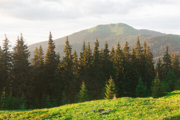 Fototapeta na wymiar Green meadow, spruce forest and mountain meadow in the evening sun. Mount Berlebashka, Carpathians, Marmaroshchyna, Maramures, Ukraine