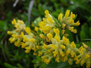 Der Sommertraum aus Blüten