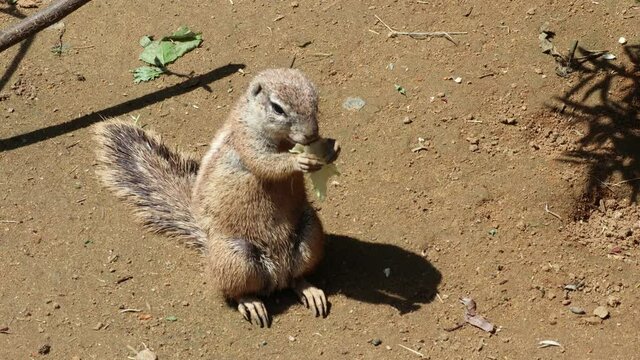 Cute Cape Ground Squirrel or South African Ground squirrel Eating Lettuce in Zoo in Prague. Small Animal from Southern Africa Enjoying Vegetable.