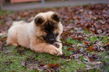 Eurasier puppy dog laying on grass chewing on autumn leaves © Hanna