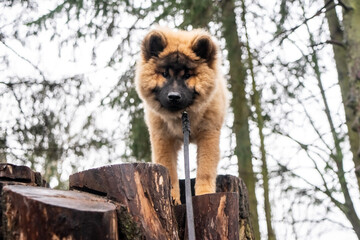 Eurasier puppy dog standing balancing on tree stump looking down at camera