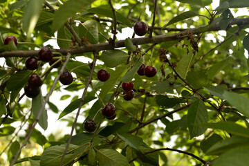 Ripe red cherries on a tree branch