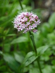 Der Sommertraum aus Blüten