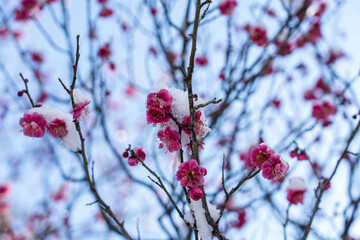 雪が積もった紅梅　早春の金沢旅行