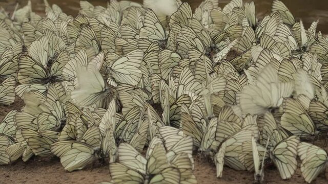 Pieris brassicae, A large number of butterflies fly over the river.