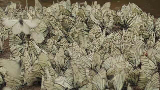 Pieris brassicae, A large number of butterflies fly over the river.