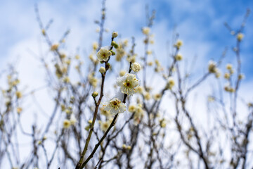 雪が積もった梅の花　早春の金沢旅行