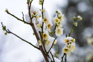 雪が積もった梅の花　早春の金沢旅行