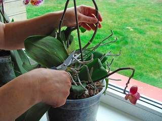 Pruning orchid 2