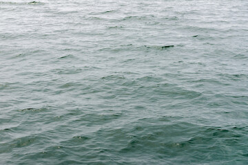 Fototapeta premium water ripples on the surface of the sea