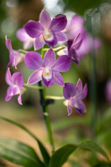Naklejka na ściany i meble orchid bloom in the garden