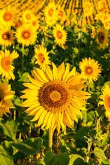 Fototapeta premium sunflower in a field in Provence, yellow background 
