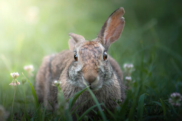 Rabbit on flower grass
