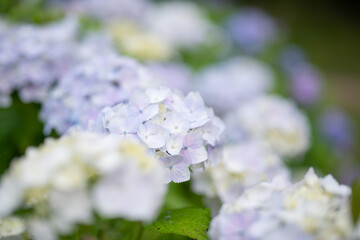 満開の紫陽花