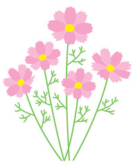 Fototapeta premium five cosmoses color in pink