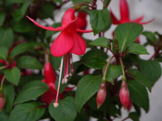 Der Sommertraum aus Blüten
