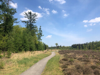 Bicycle path through the forest around Rheeze,