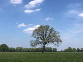 Obraz premium Big tree around Rheeze