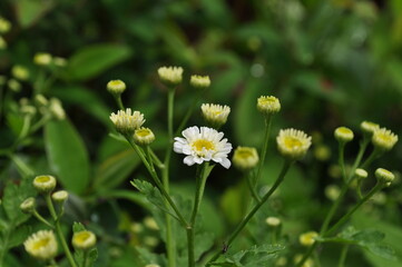 Kwiaty polne © lbuczynski1