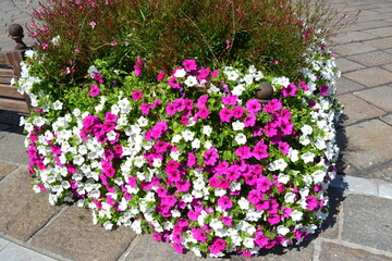 Street floral decoration 