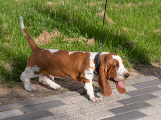 Basset Hound dog on a walk in the summer