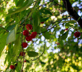 Ripe red cherries on a green cherry tree 