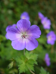 Fototapeta premium Der Sommertraum aus Blüten