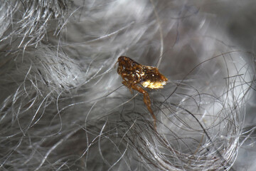 Super macro close up of brown, amber colored flea, Siphonaptera in grey colored dog fur. It survives as external bloodsucking parasite of mammals and birds. 