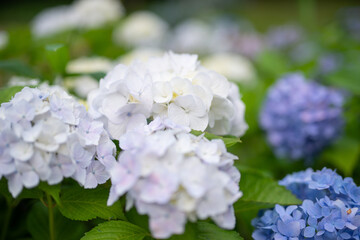 満開の紫陽花