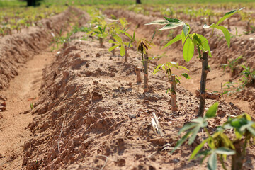 Cassava plantation in a beautiful row. 4