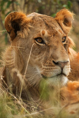 A portrait of a Lion, Masai Mara, Kenya