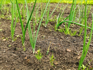 cultivation of spring onions in home garden