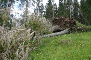 Windbruch
