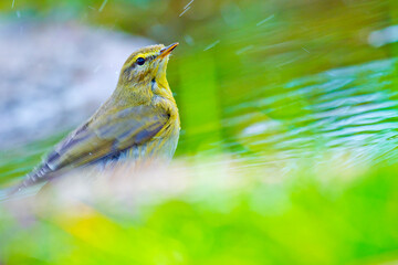 Willow Warbler, Phylloscopus trochilus, Forest Pond, Mediterranean Forest, Castile and Leon, Spain, Europe