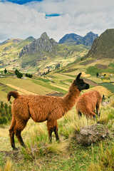 Llamas, Lama glama, Ecuadorian Andes, Ecuador, America