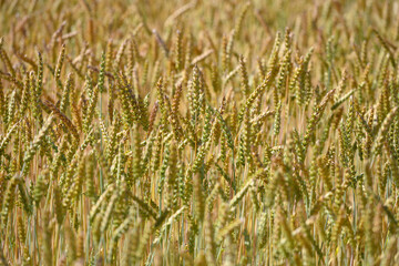 Weizenähren auf einem Feld