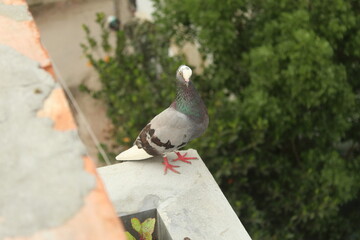 pigeon on the wall
