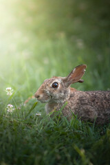 Rabbit on grass