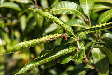 Diseased on green leaf from bug or virus in garden